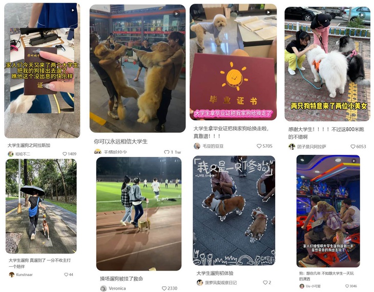 "Dắt chó đi dạo" trở thành việc làm thêm hot ở Trung Quốc.