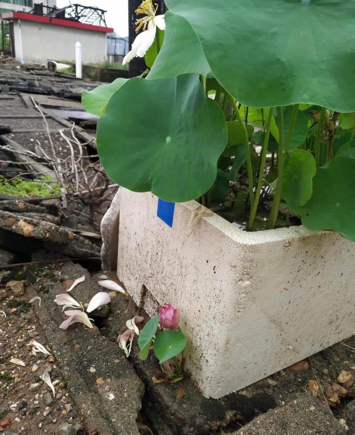 Gần bùn mà rất sợ hôi tanh mùi bùn nha!