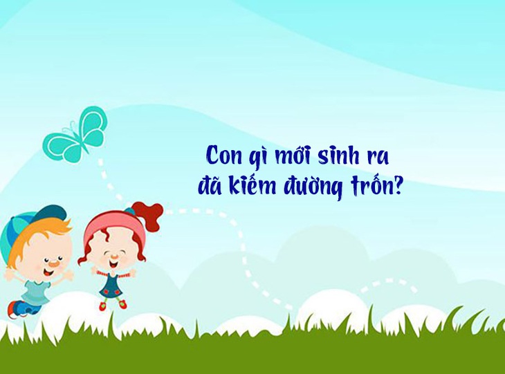 Đố vui: Con gì mới sinh ra đã kiếm đường trốn? - Ảnh 1.