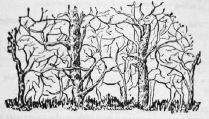 Người mắt kém không thể nhìn thấy đủ 8 con vật trong hình - Ảnh 1.