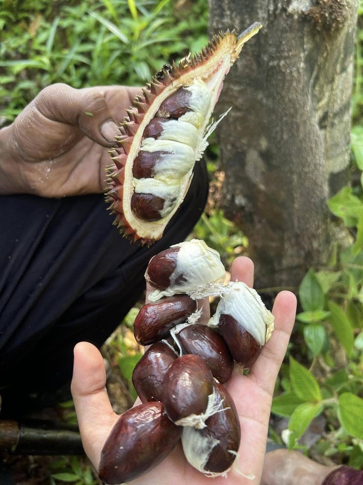 Nhanh trí đem hột sầu riêng đi luộc cho đỡ tiếc.