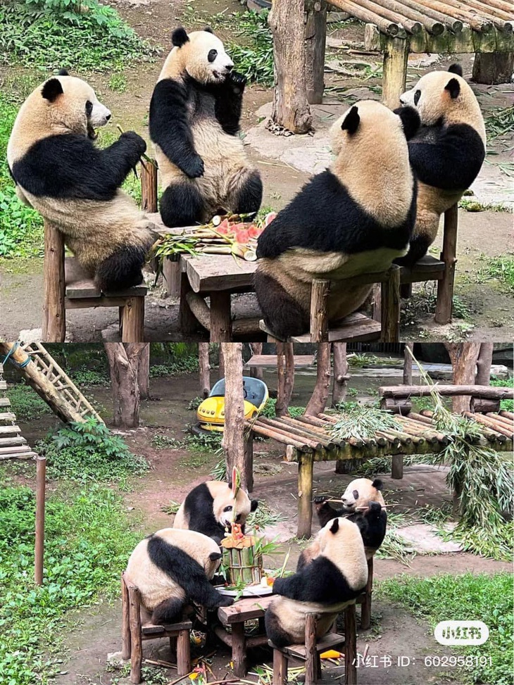 Chỉ có ở Trùng Khánh (Trung Quốc).