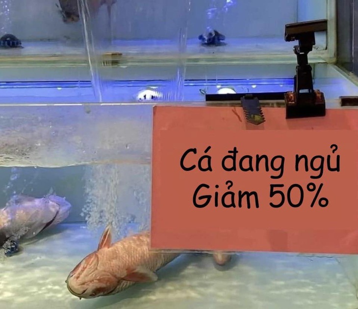 Đang mắc ngủ tự dưng bị... giảm giá!