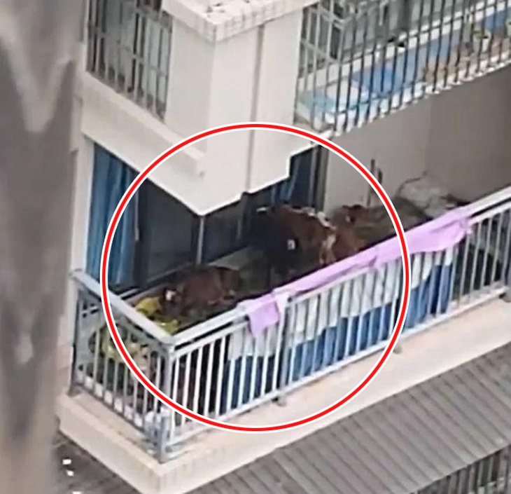 7 con bò được nuôi nhốt ngay trên ban công của tòa chung cư.