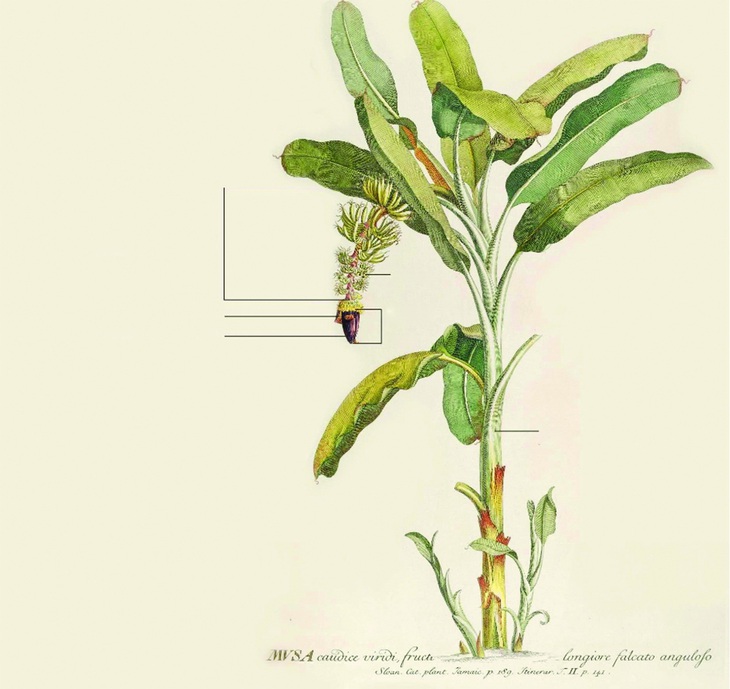 Chuối - Người khổng lồ khiêm tốn sau vườn nhà - Ảnh 2.