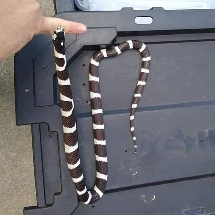 "Con rắn này không có độc nhé. Ngày còn sống tôi toàn bắt nó để chơi", thêm một người trêu.