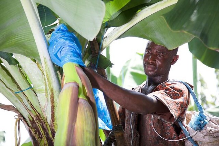 Chuối - Người khổng lồ khiêm tốn sau vườn nhà - Ảnh 6.