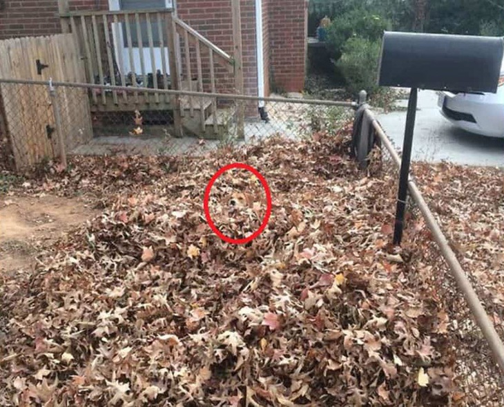 Chỉ thiên tài mới thấy con chó ẩn nấp trong tranh - Ảnh 1.