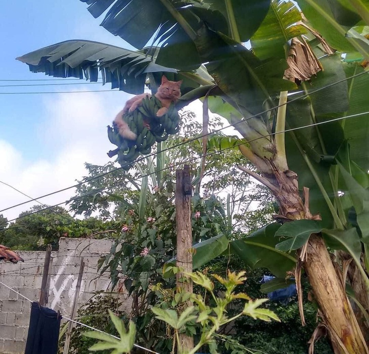 Con mèo mà trèo cây cau... xưa rồi!