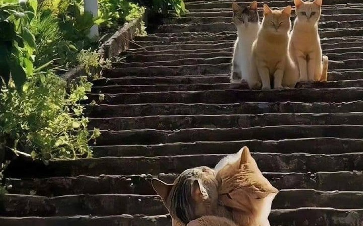 Ảnh vui 30-7: Mỗi một góc nhìn lại có một câu chuyện