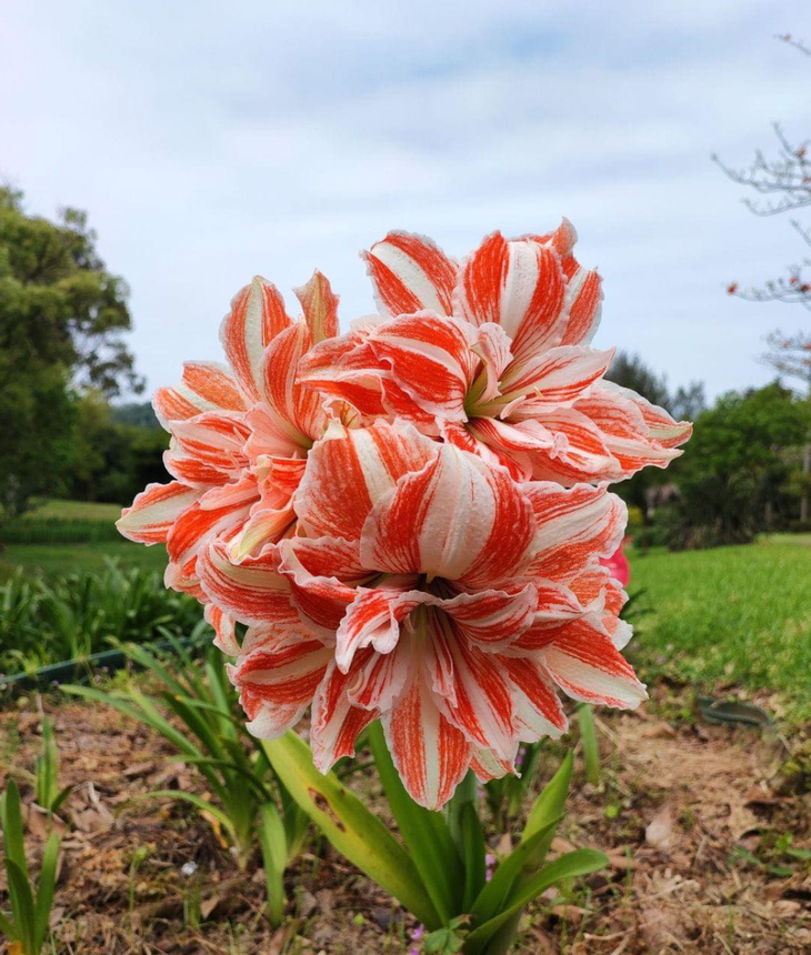 Cho thêm nồi lẩu nữa là nhúng "cháy tay".