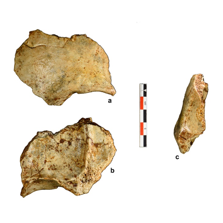 Mảnh xương trán và xương ống chân của con người nằm trong cùng một lớp trầm tích với răng động vật có niên đại từ 68.000 đến 86.000 năm trước. Ảnh: Fabrice Demeter