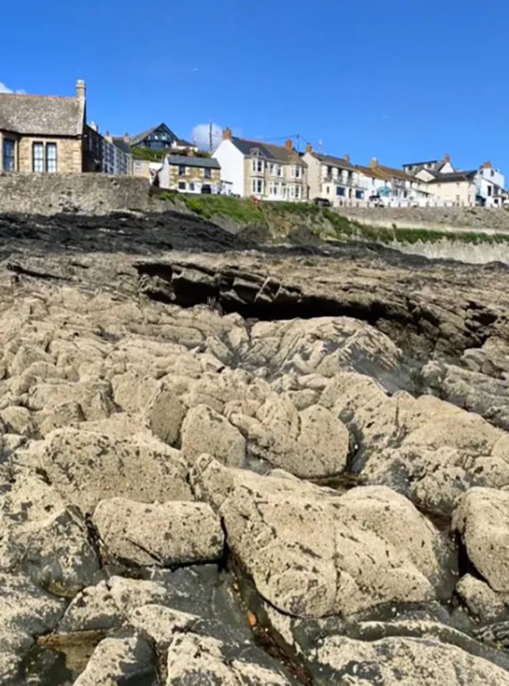 Mắt cú vọ có thấy con chó đang lẩn trốn ở đâu? - Ảnh 1.