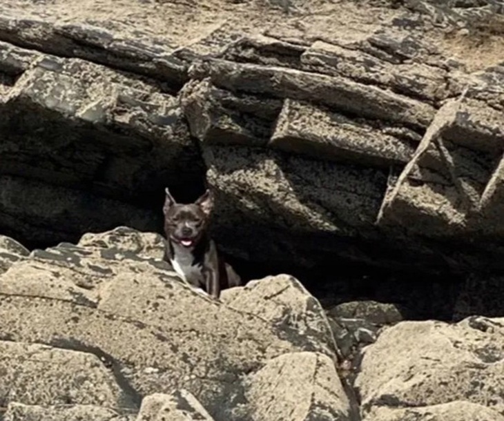 Mắt cú vọ có thấy con chó đang lẩn trốn ở đâu? - Ảnh 1.