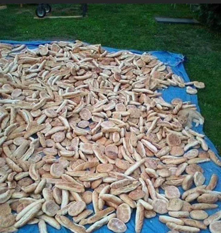 Bạn thật tinh mắt nếu nhìn thấy con mèo trong 6 giây - Ảnh 1.