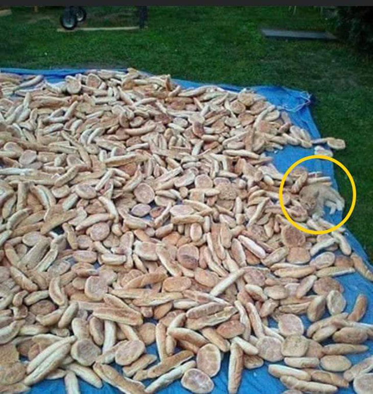 Bạn thật tinh mắt nếu nhìn thấy con mèo trong 6 giây - Ảnh 1.