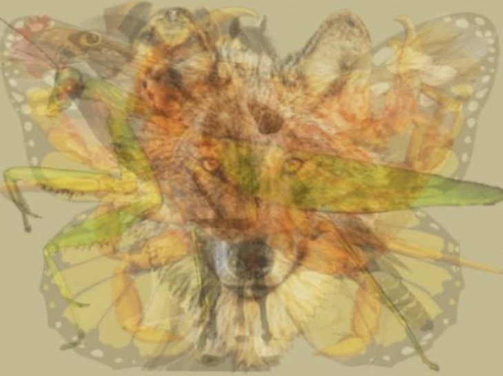 Bạn có thấy 9 con vật ở trong tranh? - Ảnh 1.