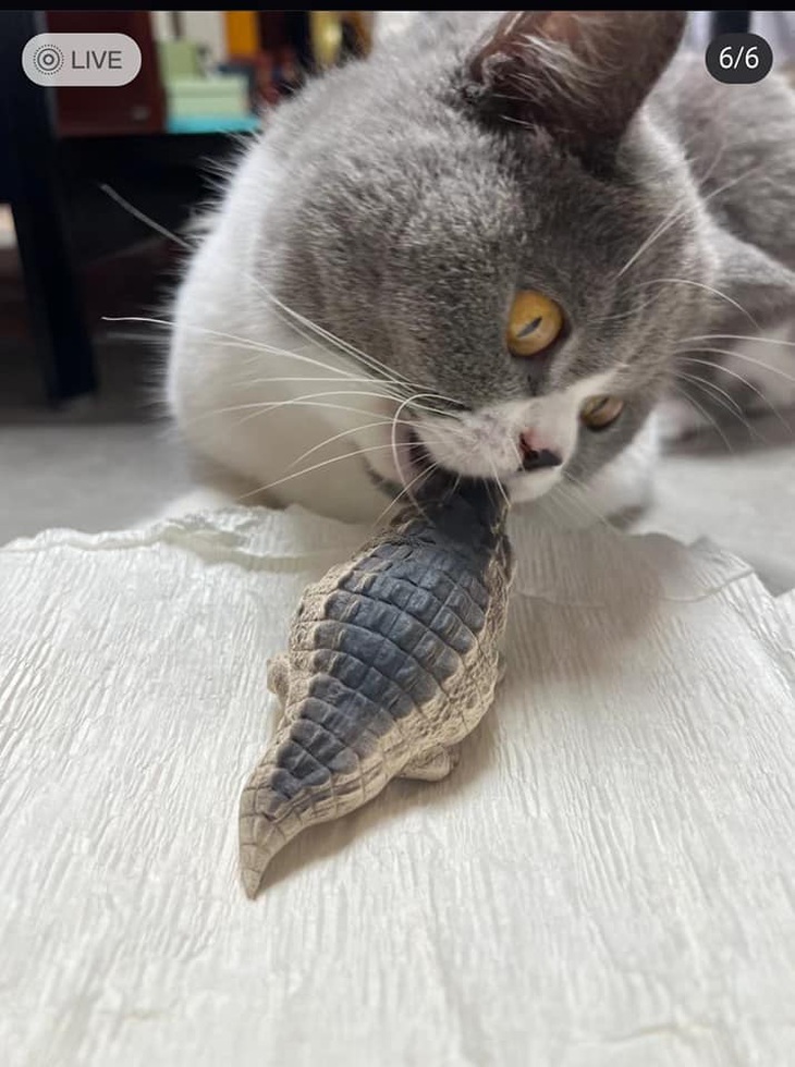 Quàng thượng: "Sao con cá này dai quá vậy!"