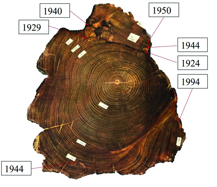 Một mẫu trong nghiên cứu của ông Thiết và các đồng nghiệp. Ảnh: NVCC
