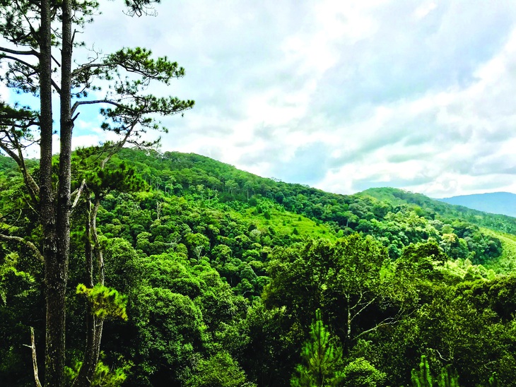 Rừng lá kim tại Vườn quốc gia Bidoup Núi Bà. Ảnh: NVCC