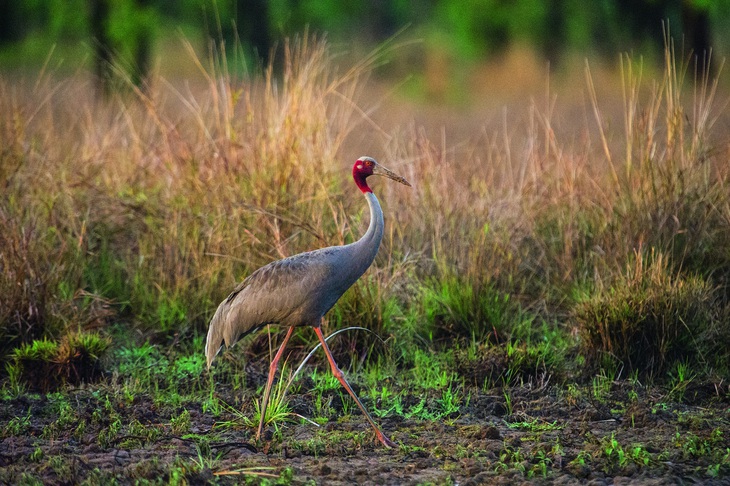 Sếu Sarus. Ảnh: Jonathan Eames