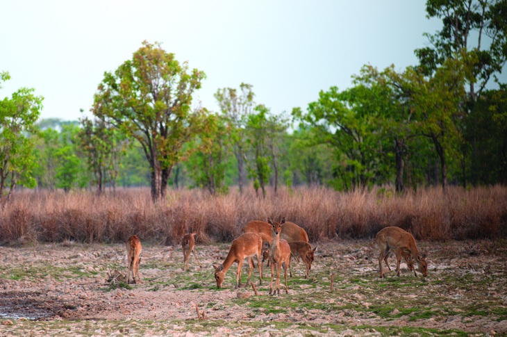 Nai cà tông ở SPC. Ảnh: N. Cornet