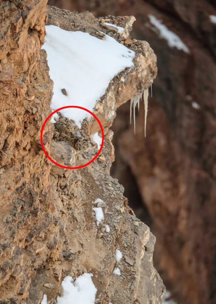 Mắt diều hâu có phát hiện con báo tuyết đang ngụy trang ở đâu? - Ảnh 1.
