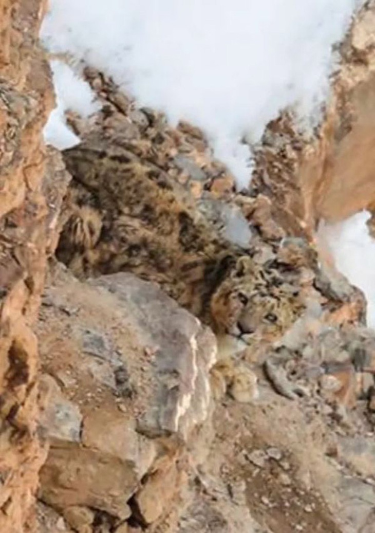 Mắt diều hâu có phát hiện con báo tuyết đang ngụy trang ở đâu? - Ảnh 2.