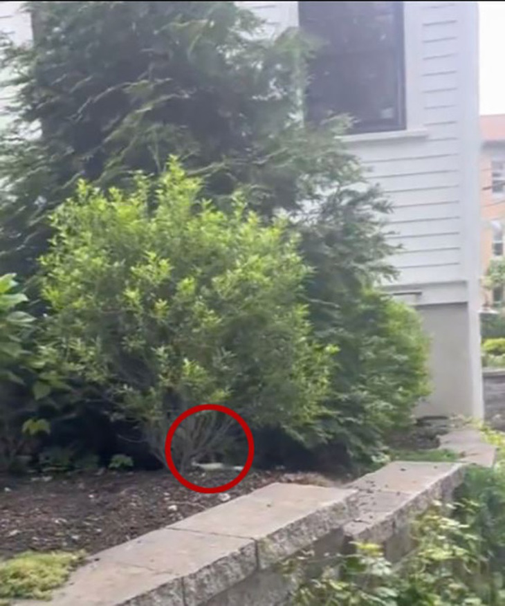 Con chó đang nằm ở gốc cây.