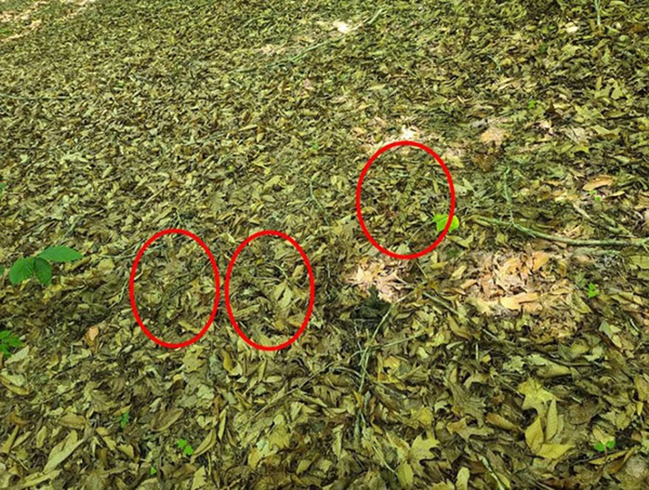 Chỉ thiên tài mới thấy 3 con rắn ngụy trang ở đâu giữa những chiếc lá - Ảnh 1.