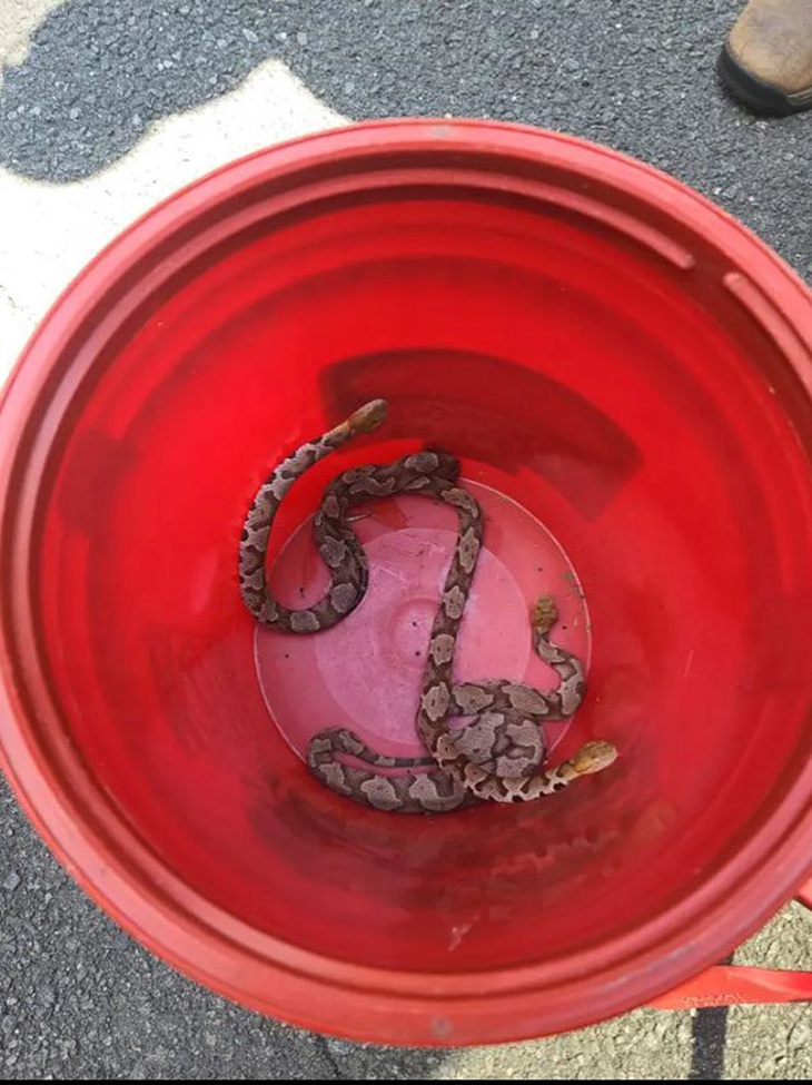 Chỉ thiên tài mới thấy 3 con rắn ngụy trang ở đâu giữa những chiếc lá - Ảnh 2.