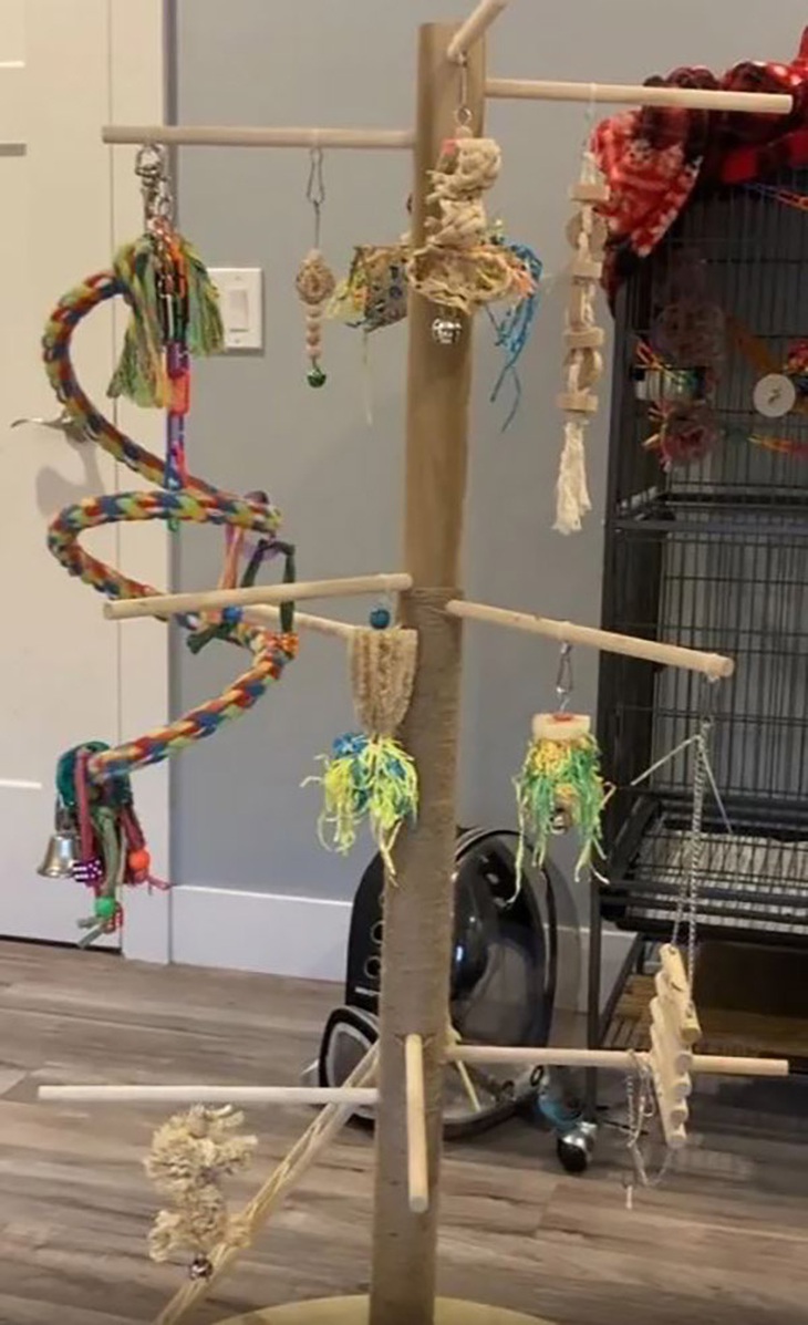 Bạn có phát hiện ra con vẹt đuôi dài trong 5 giây? - Ảnh 1.