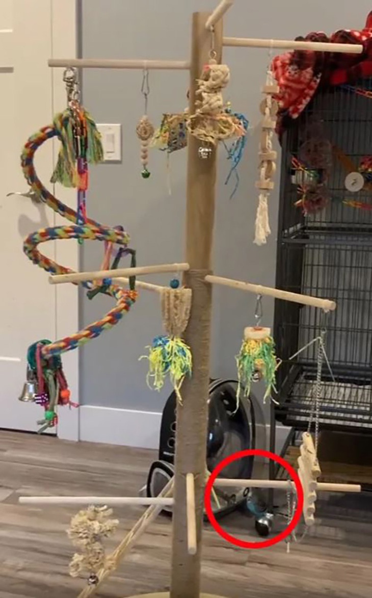 Bạn có phát hiện ra con vẹt đuôi dài trong 5 giây? - Ảnh 1.