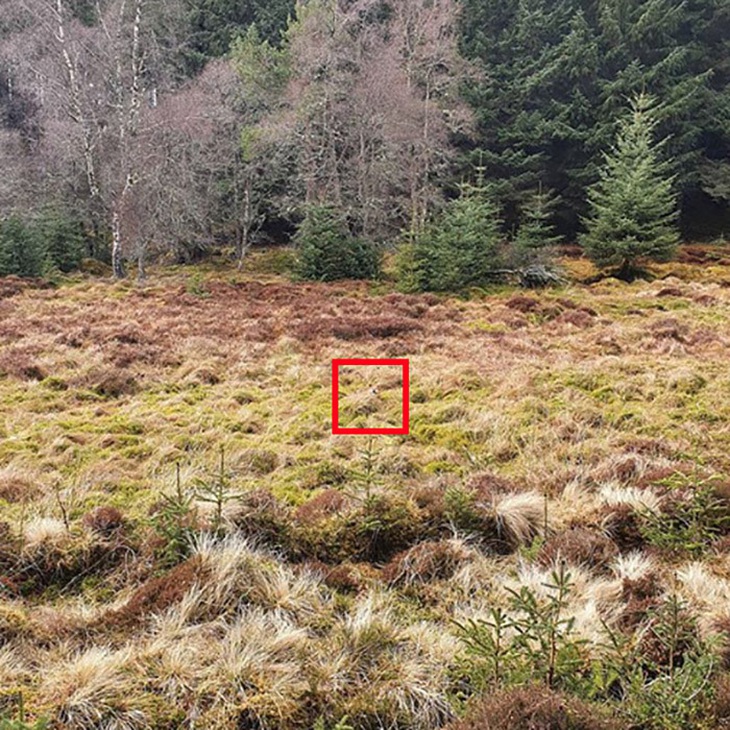 Chú chó đang ẩn nấp chỗ nào? - Ảnh 1.