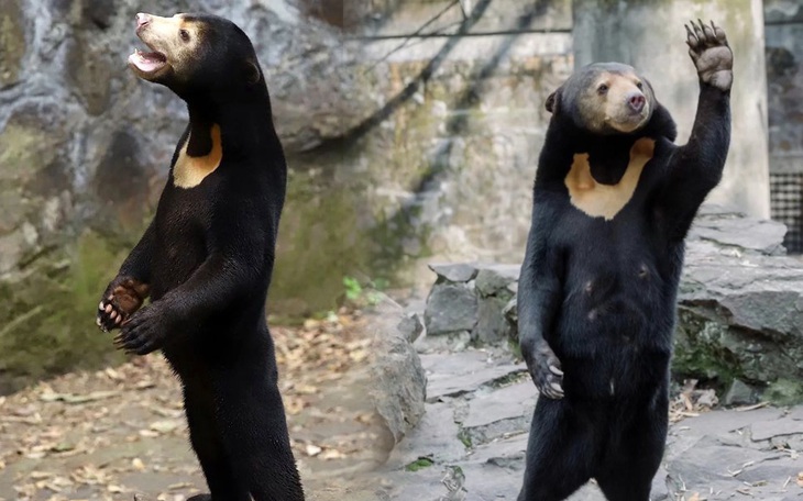 Gấu chó phải 'lên tiếng' vì đứng bằng 2 chân giống người