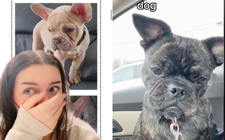 Cô gái chi 1.000 USD mua phải chó bull "dỏm"