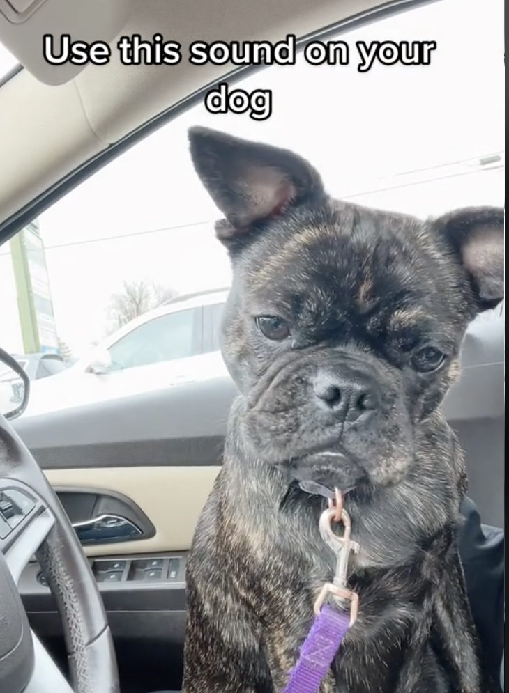 Và sản phẩm "dỏm" là chú chó bull lai pug với gương mặt tâm trạng