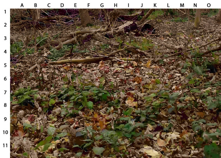 Mắt thị lực 10/10 mới thấy cá con mèo đang ẩn nấp trong tranh? - Ảnh 1.