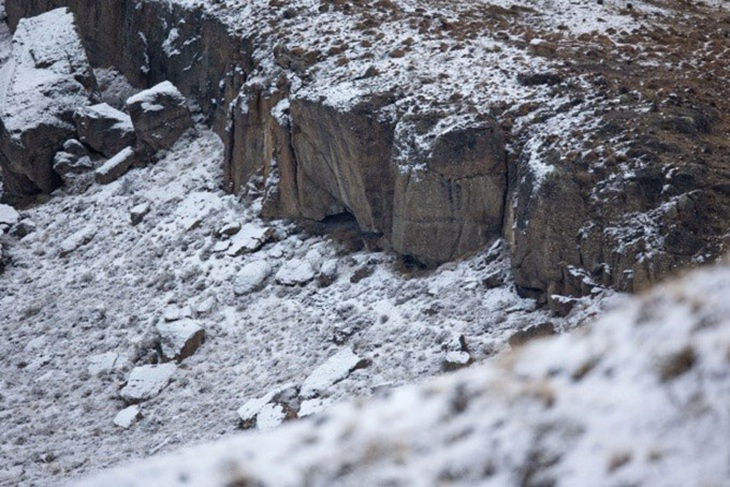 Chỉ 'mắt thần' mới thấy con báo sư tử ở đâu trong tranh? - Ảnh 1.