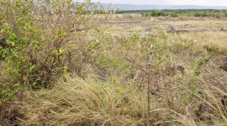 Chỉ 'mắt thần' mới thấy sư tử trốn ở đâu? - Ảnh 1.