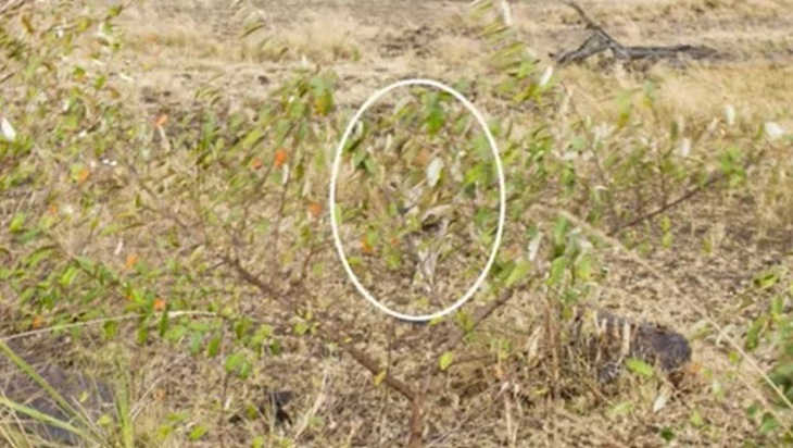 Chỉ 'mắt thần' mới thấy sư tử trốn ở đâu? - Ảnh 1.