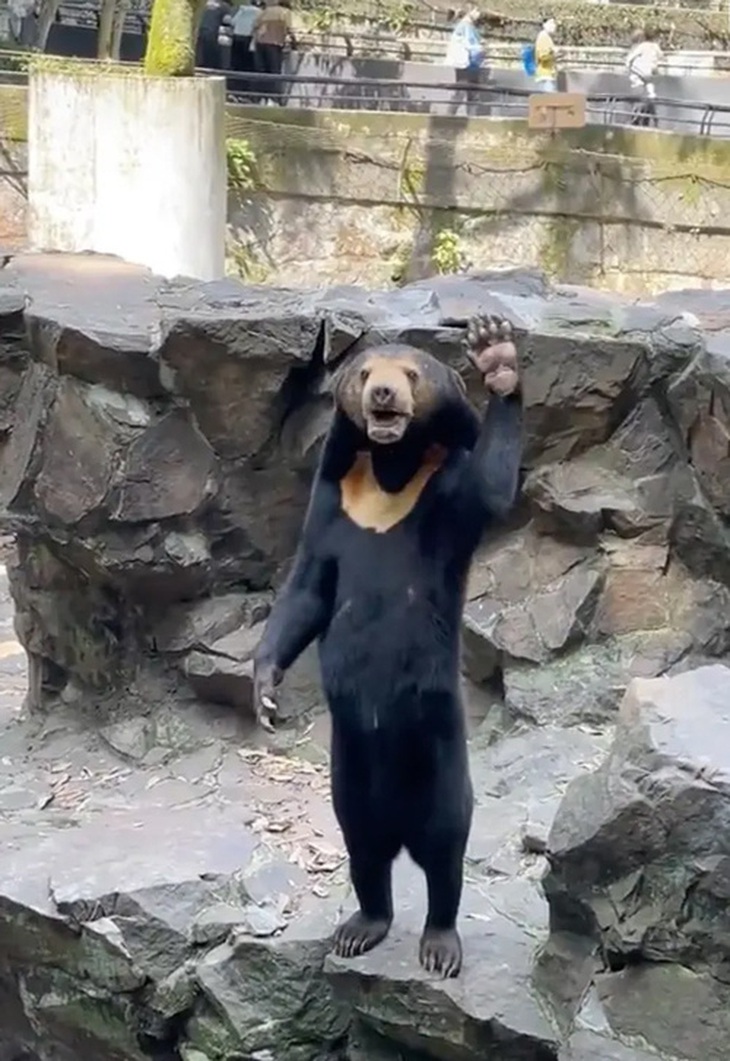 Điệu bộ "y hệt" con người của cô nàng gấu chó Angela thu hút nhiều sự chú ý.