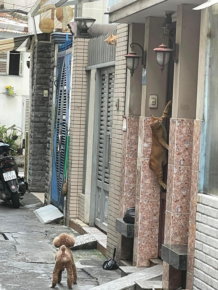 Một đứa cạy cửa, một đứa đứng canh và một camera chạy bằng pa tê quan sát.