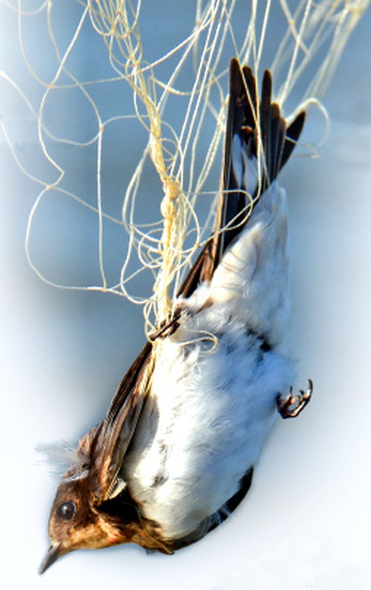 Chim phóng sinh nhìn từ góc bảo tồn… - Ảnh 1.