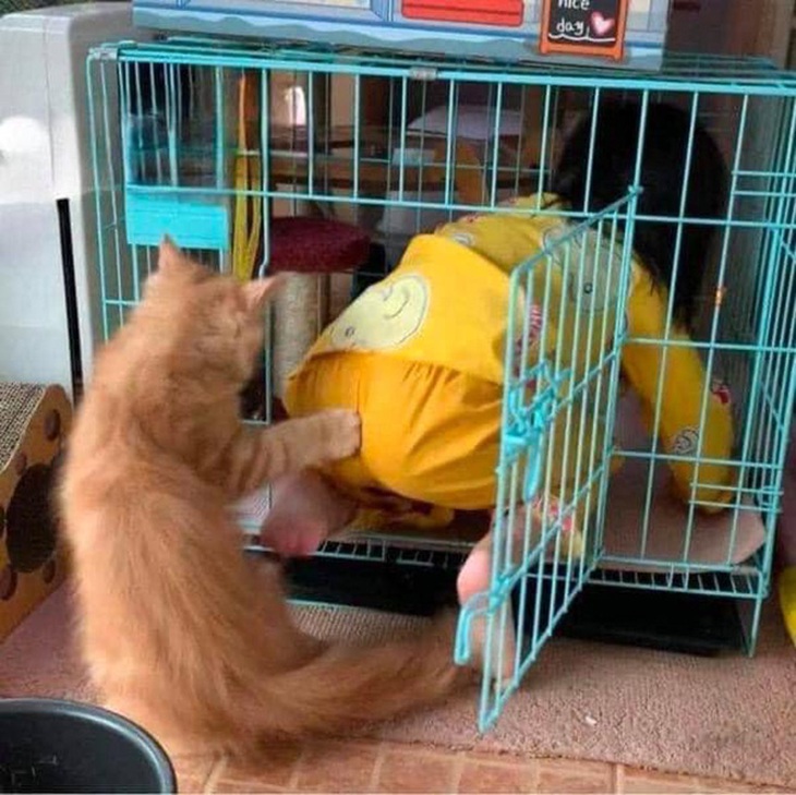 Vào đi sen!&nbsp;Thú cưng cũng có lúc phải nổi loạn chứ!