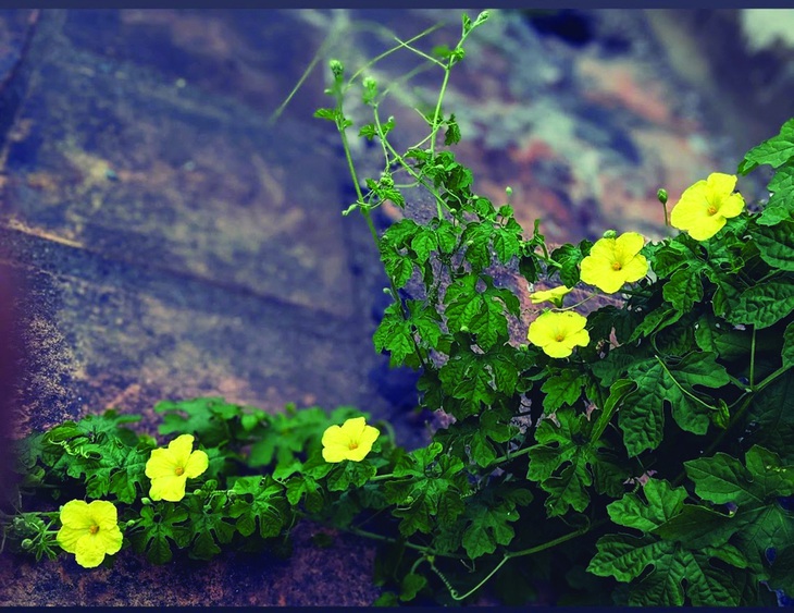 Chuyện một người làm vườn - Ảnh 1.