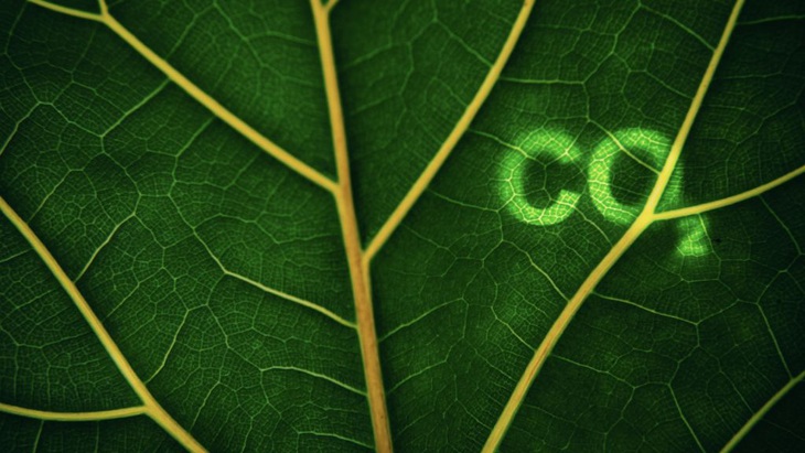 Nóng như thế này làm sao quang hợp- Ảnh 2.