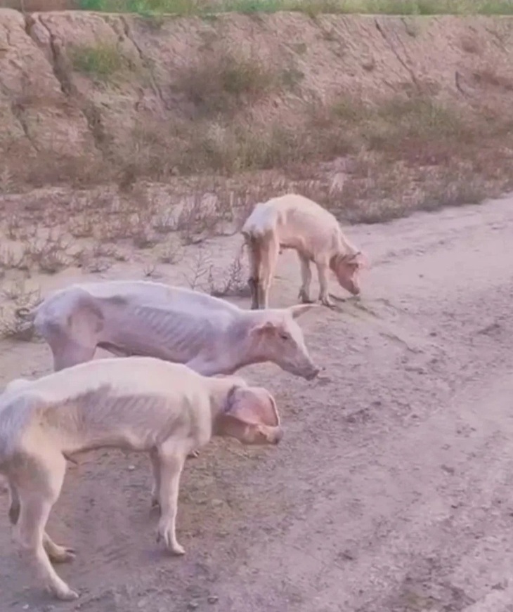 Nếu có ai thắc mắc "heo gầy" trông ra sao thì... thế này!