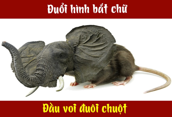 Câu tục ngữ, thành ngữ 'khó nhằn' này là gì? (P39) - Ảnh 1.
