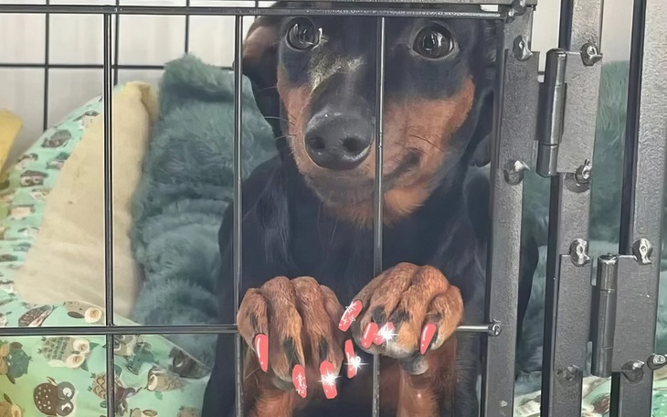 Ảnh vui 11-1: Sửa soạn đón Tết Giáp Thìn đến đâu rồi mọi người?